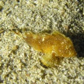 Ptarmus gallus (Blattsamtfisch)